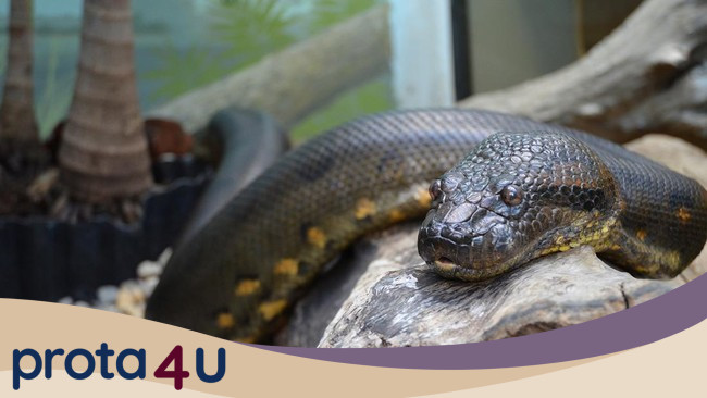 [Anaconda Raksasa: Lebih Berat dari Gorila, Fenomena Alam yang