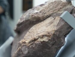 Hujan Deras Malah Ungkap Fosil Dinosaurus Tertua: Kisah Jutaan Tahun yang Terkuak oleh Alam!
