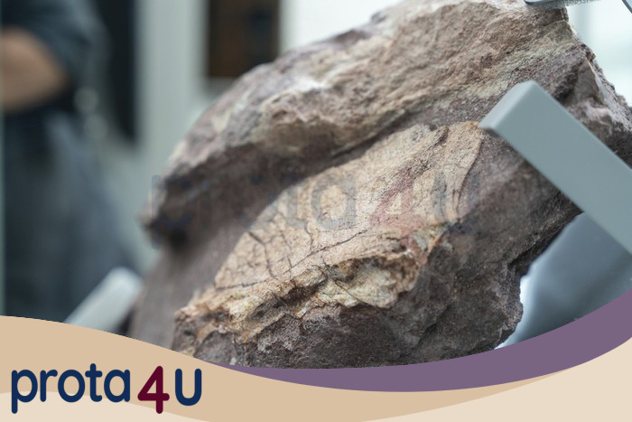 Hujan Deras Malah Ungkap Fosil Dinosaurus Tertua: Kisah Jutaan Tahun yang Terkuak oleh Alam!