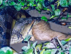 “Ilmuwan Temukan Spesies Baru Anaconda Raksasa, Ancaman Baru bagi Eksistensi Manusia?”