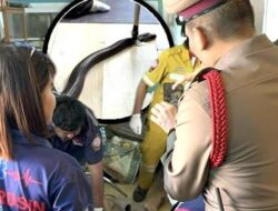 Tragedi Mengejutkan: Pria Thailand Meninggal Digigit Kobra, Sisakan Telepon Terakhir kepada Neneknya