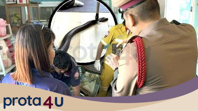 Tragedi Mengejutkan: Pria Thailand Meninggal Digigit Kobra, Sisakan Telepon Terakhir kepada Neneknya