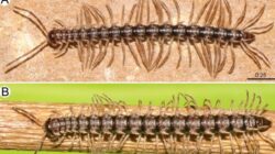 Teknologi Canggih Ungkap Misteri Spesies Baru ‘Kaki Seribu Naga’ di Thailand