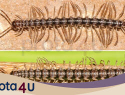 Teknologi Canggih Ungkap Misteri Spesies Baru ‘Kaki Seribu Naga’ di Thailand