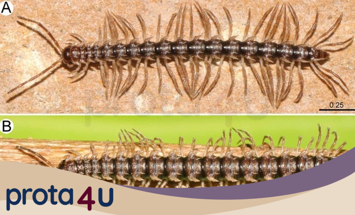 Teknologi Canggih Ungkap Misteri Spesies Baru 'Kaki Seribu Naga' di Thailand