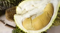 Rebutan Klaim Durian Singapura Vs Malaysia, Indonesia Punya Jenis Terbanyak – Update 1