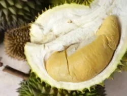 Rebutan Klaim Durian Singapura Vs Malaysia, Indonesia Punya Jenis Terbanyak – Update 1